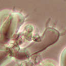 Image of Botryobasidium candicans J. Erikss. 1958