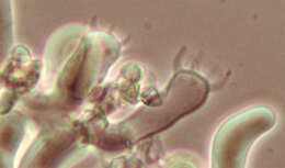 Image of Botryobasidium candicans J. Erikss. 1958