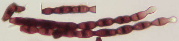 Image of Bisporella pallescens (Pers.) S. E. Carp. & Korf 1974