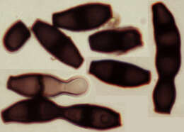 Image of Bisporella pallescens (Pers.) S. E. Carp. & Korf 1974