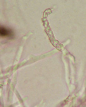 Image of Schizopora paradoxa (Schrad.) Donk 1967