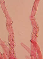 Image of Schizopora paradoxa (Schrad.) Donk 1967