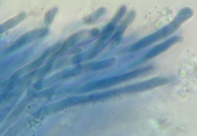 Image of Mycoacia uda (Fr.) Donk 1931