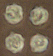 Image of Mycenella rubropunctata Boekhout 1985