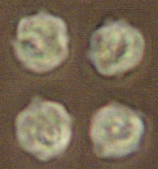 Image of Mycenella rubropunctata Boekhout 1985