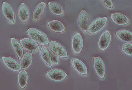 Image of Botryobasidium aureum Parmasto 1965