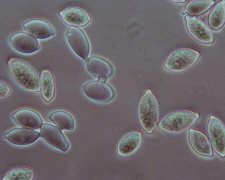 Image of Botryobasidium aureum Parmasto 1965