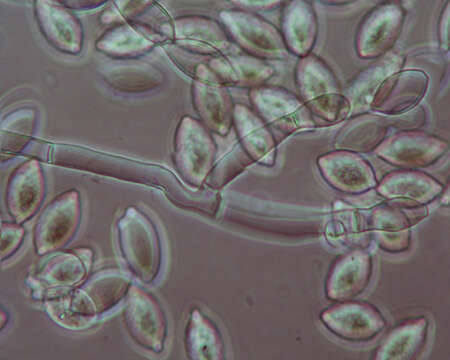 Image of Botryobasidium aureum Parmasto 1965