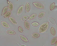 Image of Botryobasidium aureum Parmasto 1965