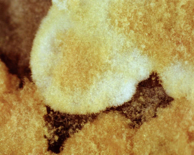 Image of Botryobasidium aureum Parmasto 1965