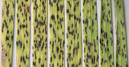 Image of Phyllachorales