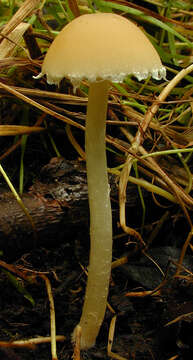 Image de Psathyrelle de Candolle