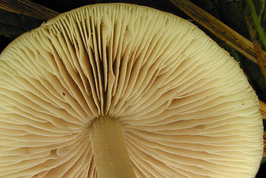 Image de Psathyrelle de Candolle