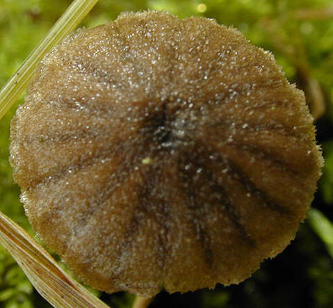 Image de Entoloma dysthales (Peck) Sacc. 1891