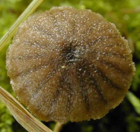 Image de Entoloma dysthales (Peck) Sacc. 1891