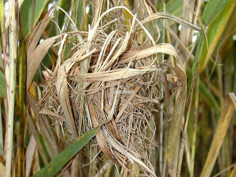 Image of harvest mouse