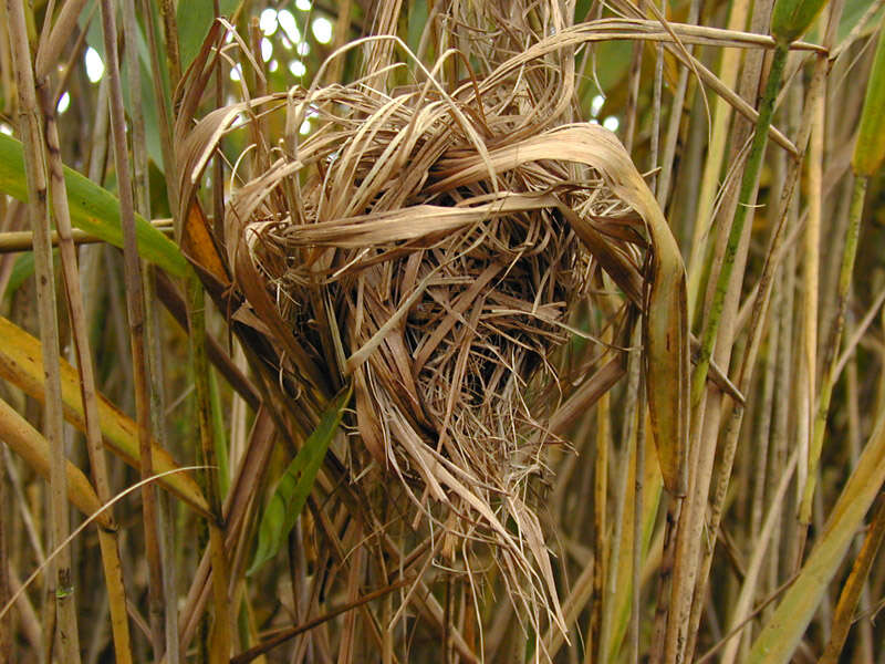 Image of harvest mouse