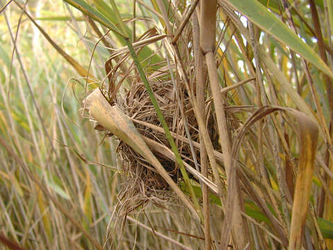 Image of harvest mouse