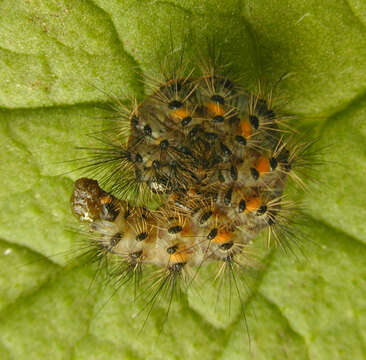 صورة Spilosoma lubricipeda Linnaeus 1758