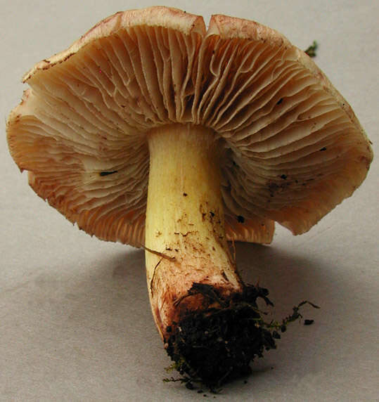 Imagem de Inocybe bongardii (Weinm.) Quél. 1872