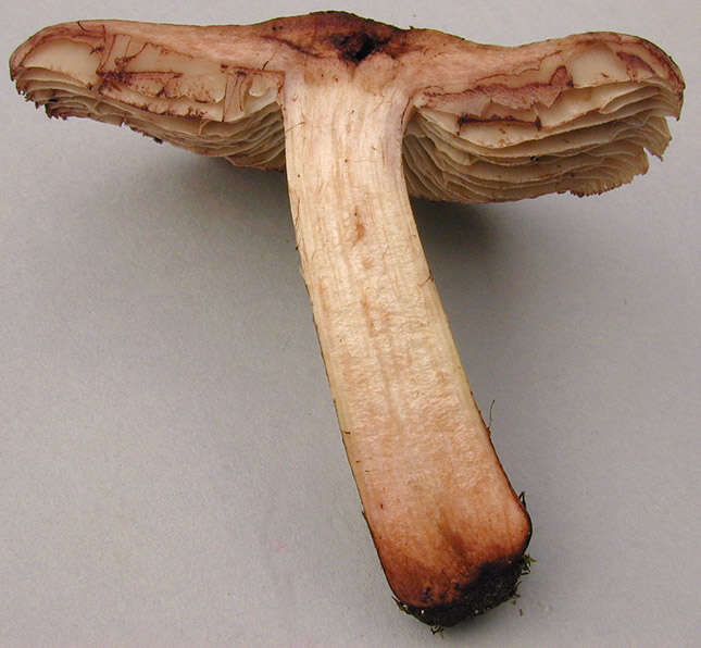 Imagem de Inocybe bongardii (Weinm.) Quél. 1872