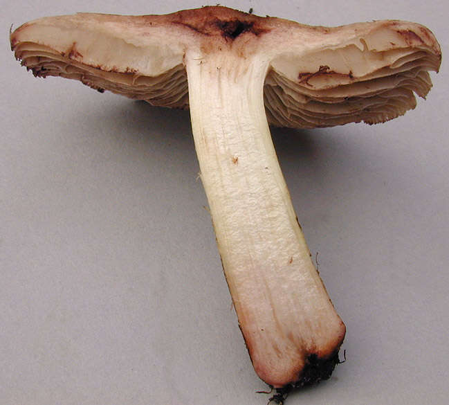 Imagem de Inocybe bongardii (Weinm.) Quél. 1872