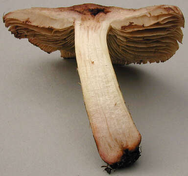 Image of Inocybe bongardii (Weinm.) Quél. 1872