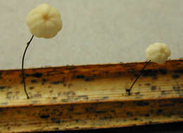 صورة Marasmius limosus Quél. 1878