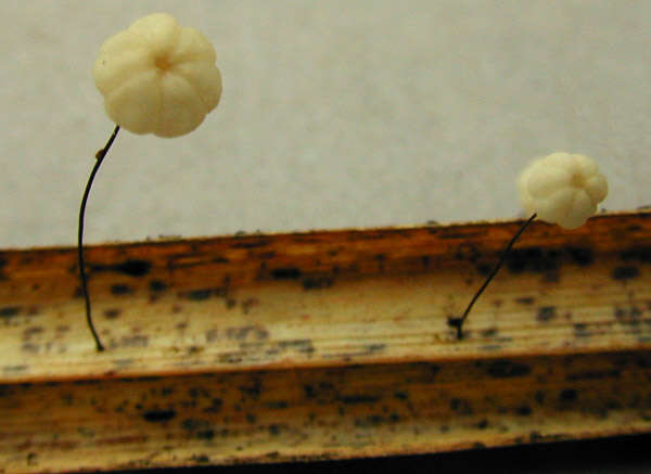 صورة Marasmius limosus Quél. 1878