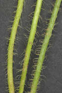 Image of lesser hawkbit