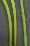 Image of lesser hawkbit