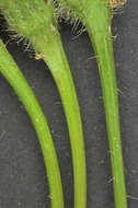 Image of lesser hawkbit