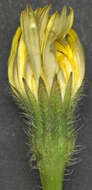 Image of lesser hawkbit