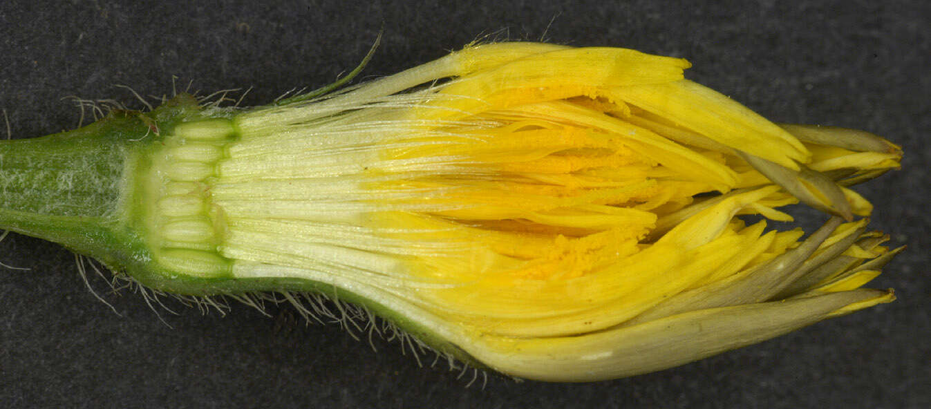 Image of lesser hawkbit