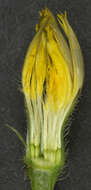 Image of lesser hawkbit