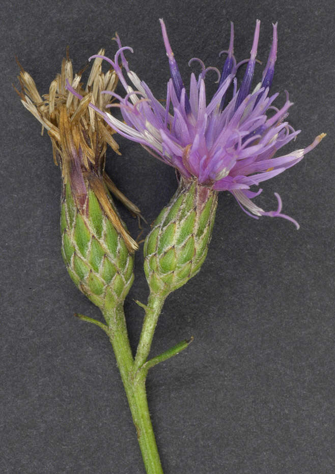 Image of Dyer's plumeless saw-wort