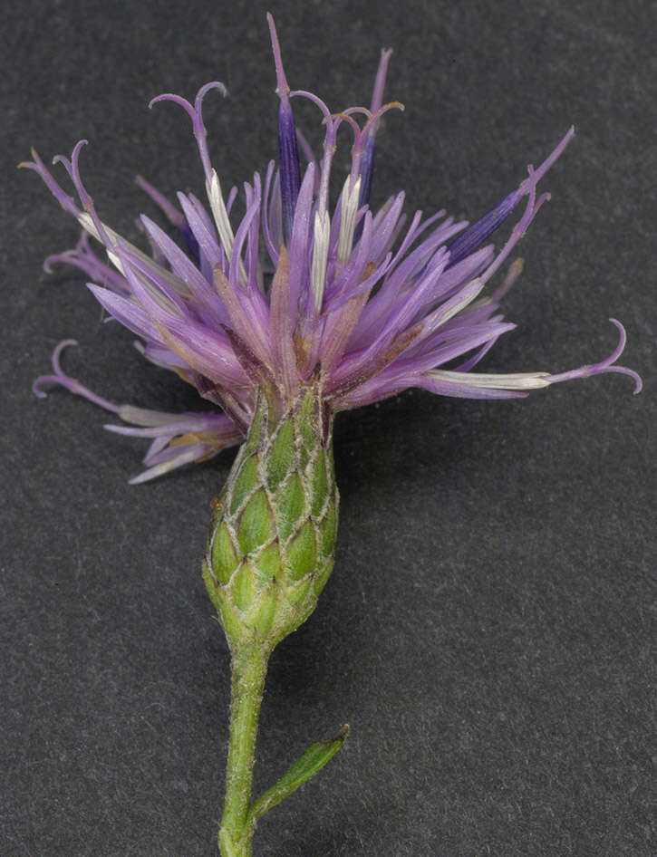 Image of Dyer's plumeless saw-wort