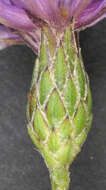 Image of Dyer's plumeless saw-wort