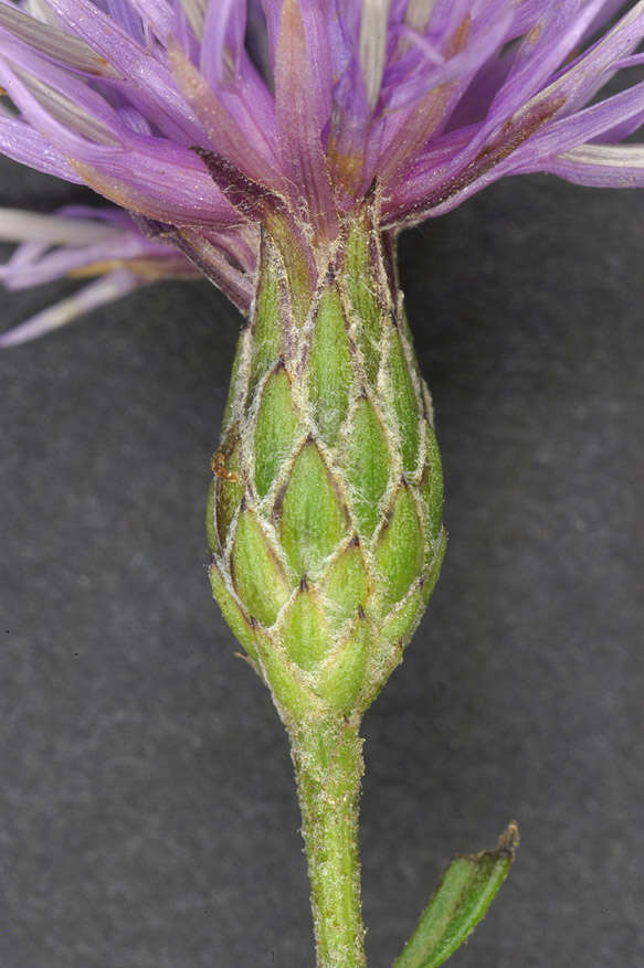 Image of Dyer's plumeless saw-wort