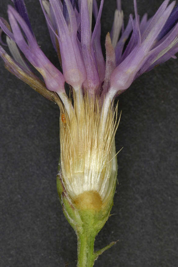 Image of Dyer's plumeless saw-wort