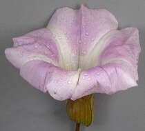 Image of Hairy Bindweed