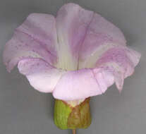 Image of Hairy Bindweed