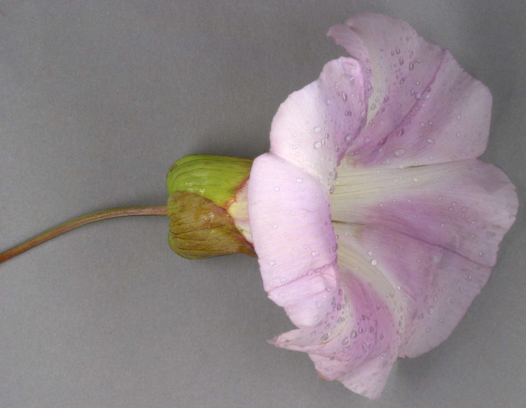 Image of Hairy Bindweed