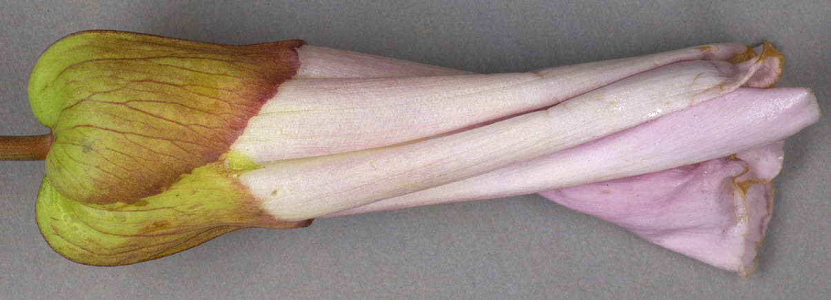 Image of Hairy Bindweed