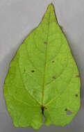 Image of Hairy Bindweed