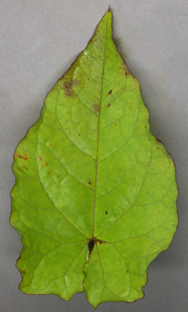 Image of Hairy Bindweed