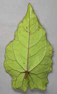 Image of Hairy Bindweed