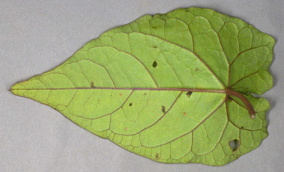 Image of Hairy Bindweed