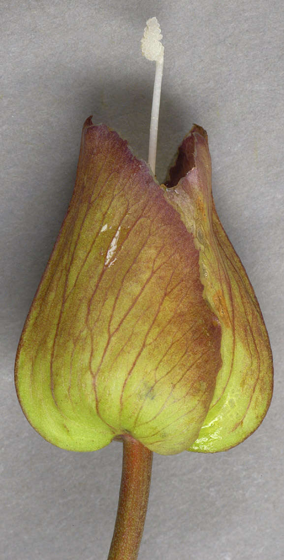 Image of Hairy Bindweed