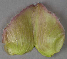 Image of Hairy Bindweed